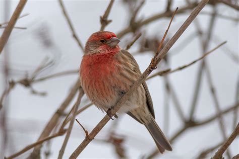 House Finch M Haemorhous Mexicanus Just One Of Approxi Flickr