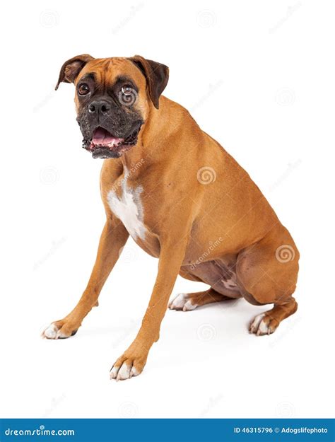 Cute And Friendly Looking Boxer Dog Sitting Stock Photo Image Of