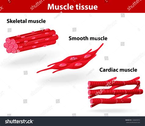 A muscle cell is a long cell as compared to other kinds of cells, and many muscle cells connect with each other to create the long fibers present in muscle tissue. Types Muscle Tissue Skeletal Muscle Smooth Stock Vector ...