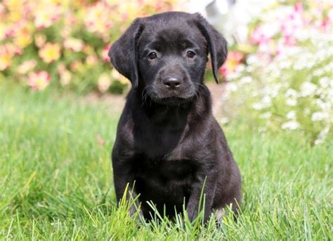We strive to create the best possible family companions by focusing our attention on. Labrador Retriever - Black Puppies For Sale | Puppy ...