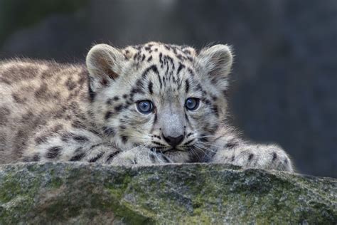 Download 1920x1080 Snow Leopard Cute Cub Wallpapers For Widescreen