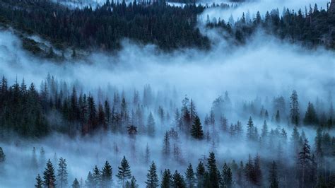 Download Wallpaper 1920x1080 Trees Forest Fog Full Hd Background