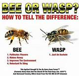 Pictures of Wasp Meaning
