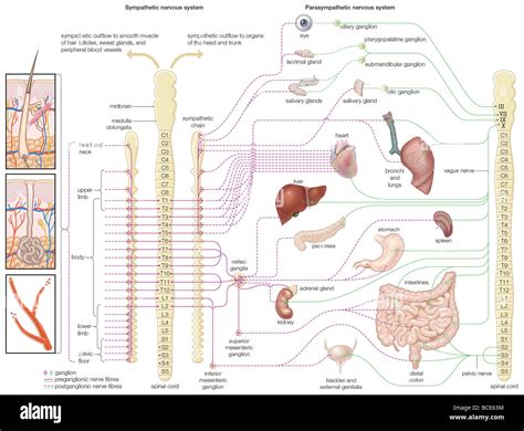 Schematische Darstellung Des Autonomen Nervensystems Welche Verteilung