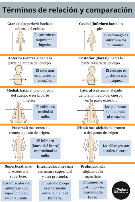 Términos De Relación Y Comparación Anatomia Y Fisiologia Humana