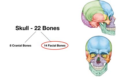 Facial Bones Of The Skull Mnemonic Anatomy And Labeled Diagram — Ezmed