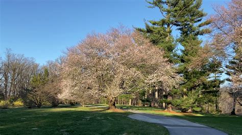 Check spelling or type a new query. Flowering Cherry Trees - YouTube
