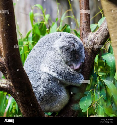 Sleeping Koalas Koala Bear Stock Photo Alamy