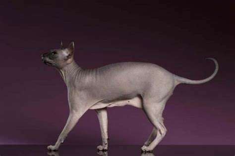 The primordial pouch allows cats to stretch out farther while taking long strides. Primordial pouch | Primordial pouch, Cat facts, Cats
