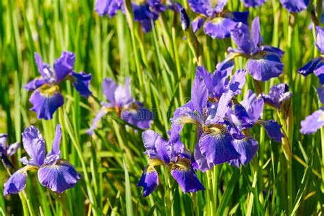 Close Up Of Purple Japanese Iris Flowers Blue Flower Irises Nature