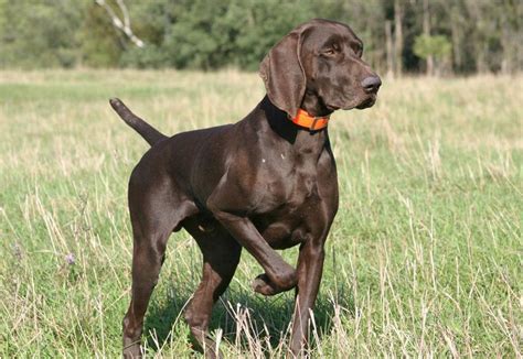Dog breeds for hunting small game when on the hunt for everything from raccoons to rabbits, having a hound along with you is the best way to find small game. All List Of Different Dogs Breeds: Hunting Dog