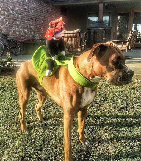 40 Funny And Clever Halloween Costumes For Boxer Dogs Page 11 Of 12