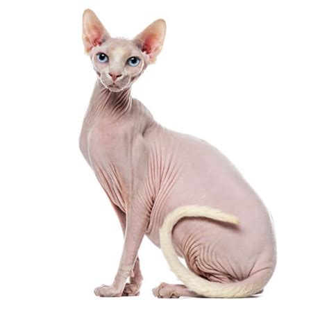 Sphynx Cat Cat Breed History And Some Interesting Facts