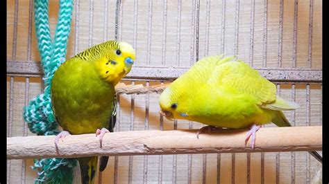 Energetic Summer Budgies Chirping Parakeets Singing Sounds