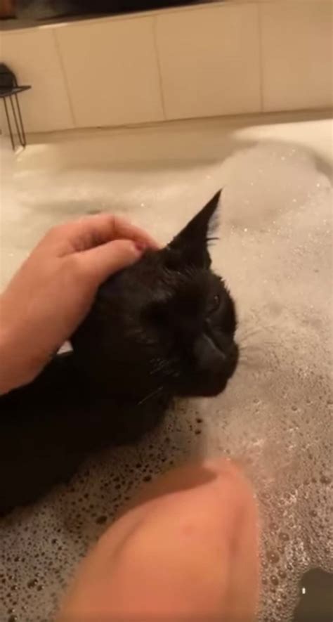 Cette Chatte Doit Absolument Rejoindre Sa M Re Chaque Fois Quelle Prend Un Bain Ipnoze