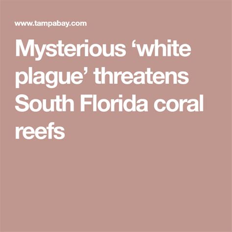 Mysterious ‘white Plague Threatens South Florida Coral Reefs Coral