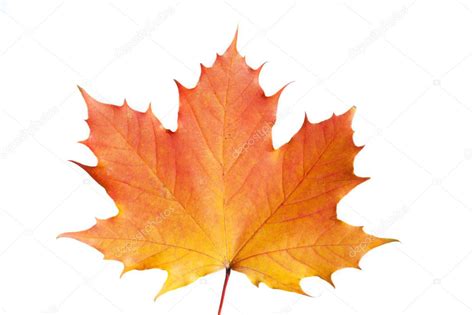 Jesienny liść pojedynczy klon kolorowy na białym tle nad białym tle ...
