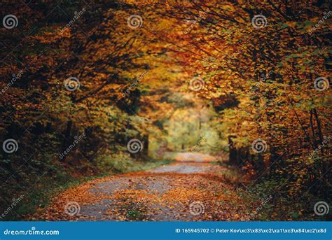 Orange Autumn Forest Road In Beautiful Nature Colorful Scenery
