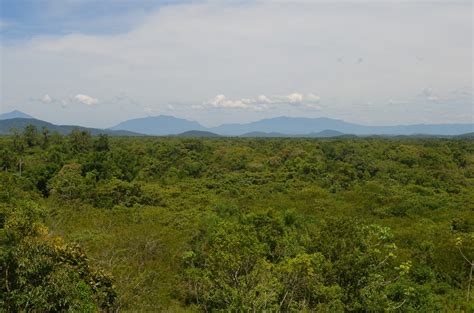 Recovering Biodiversity In Brazils Pioneering Atlantic Forest Through