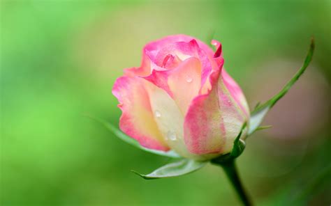Nature Pink Beauty Flower Beautiful Rose Wallpaper 2560x1600 827335