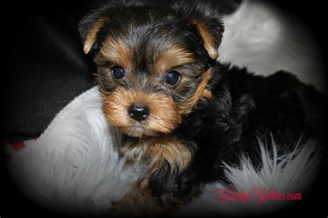 Available Male Yorkshire Terrier Puppies For Sale in TX | Wendys Yorkies