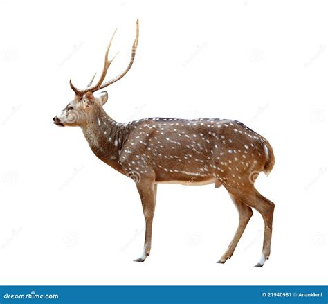 Male Axis Deer Isolated Stock Image Image 21940981