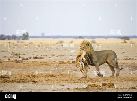 Lion With Captured Antelope Africa Stock Photo Alamy