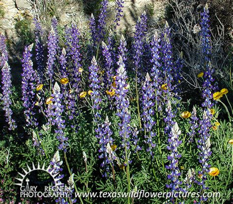 Finding texas wildflowers, texas bluebonnets. Thumbnail Index of Blue / Purple Texas Wildflowers : Texas ...