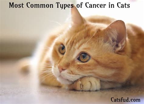 Read about liver cancer survival rates, life expectancy, stages, prognosis, treatment, and metastatic liver cancer. Most Common Types of Cancer in Cats Signs, Symptoms - Catsfud