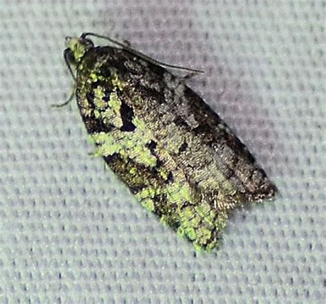 Acleris Acleris Variana Bugguidenet