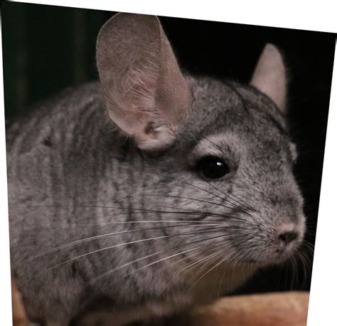 How Are Chinchillas Endangered