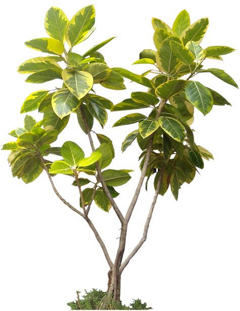 Ficus Plant Images Plant Pictures Tree Render Tree Psd Tree