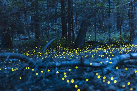 Synchronous Fireflies At Congaree National Park Columbia Sc