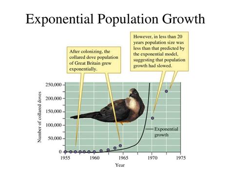 Ppt Population Dynamics Powerpoint Presentation Free Download Id