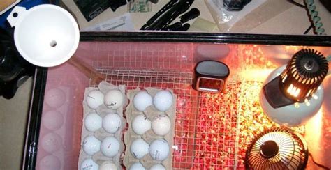 10 Homemade Egg Incubators For Cheap Hatching The