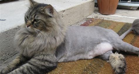 The Maine Coon Lion Cut Pros And Cons Maine Coon Expert