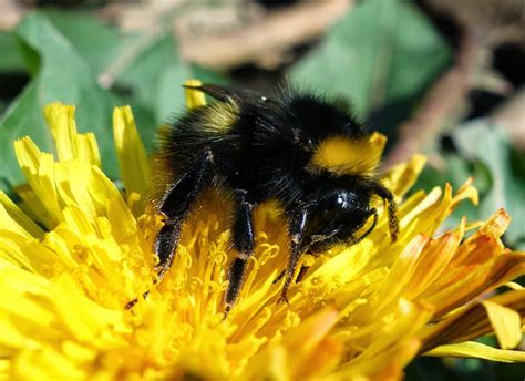 If no, do u recommend paying for the bee line is it worth it? Urban Pollinators: Identifying common bumblebee queens