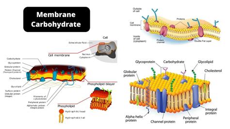 Membrane Carbohydrate Types Structure And Function
