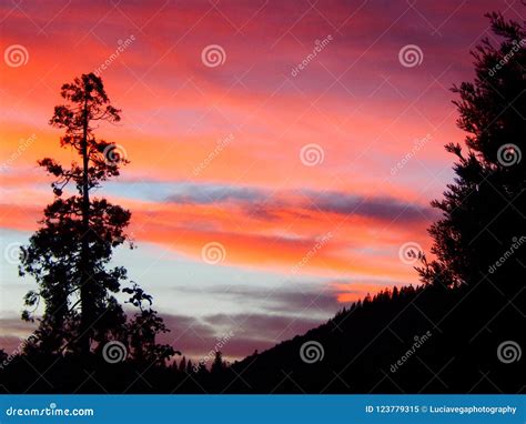 Sunset View Of Pine Trees Silhoutte In The Mountains Stock Image