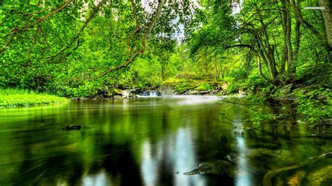 River In The Forest Wallpapers Wallpaper Cave