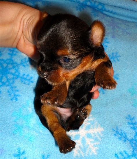He should be fine within a few days when. Courtney's AKC Yorkies: Lexi's Puppies (2 1/2 weeks old)