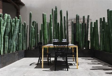 What may not be initially obvious is that 11 years ago, i started this cactus from a 2 ft. 10 Privacy Plants for Screening Your Yard in Style