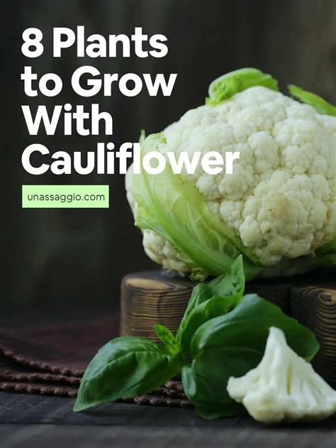 Cauliflower Companion Plants 12 Plants To Grow With Cauliflower