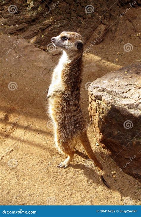 Southern African Meerkat Lookout Stock Photo Image Of African