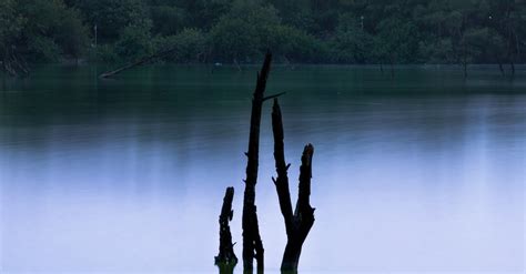 Peaceful Lake In Green Forest With Tree Trunks Submerged In Water