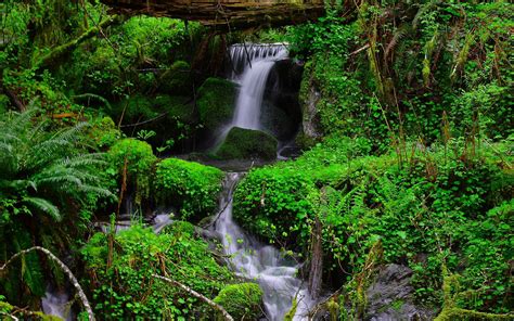 Forest Vegetation Stream Waterfall Nature Wallpaper