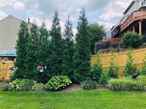 Finally an arborvitae that is truly fast growing. American Pillar arborvite after 3-5 years in 2020 | Garden ...