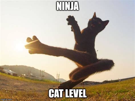 Ninja Cat Imgflip