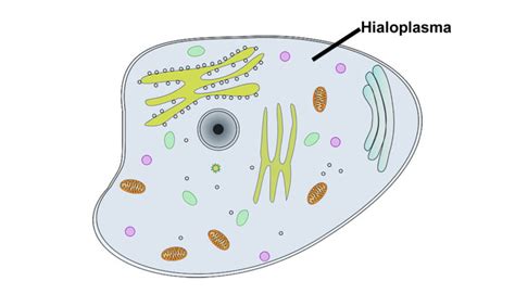 Hialoplasma O Que é Função Estrutura Composição Citosol
