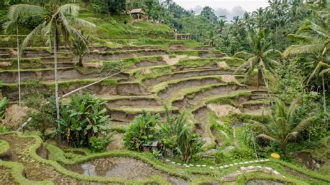 Tegalalang Rice Terrace Ubud Bali Get The Location And Entrance Fee